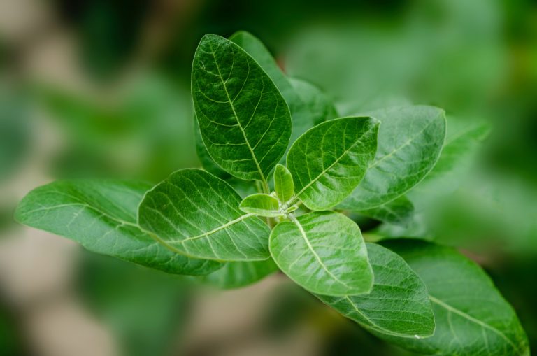 A to Z About Ashwagandha Supplements